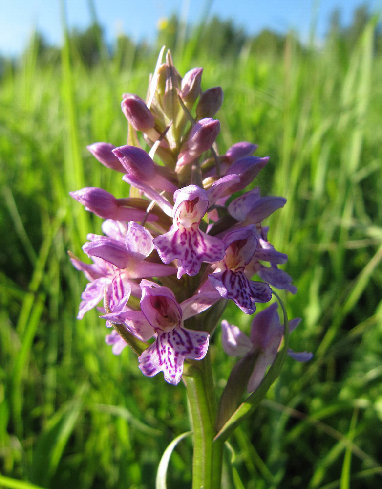 Image of Dactylorhiza baltica specimen.