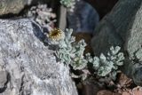 Waldheimia tomentosa