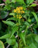 Solidago virgaurea подвид dahurica. Верхушка побега с соцветиями и мухой (с клещом?). Курильские о-ва, о-в Кунашир, мыс Сукачёва, приморский луг. 22.08.2022.