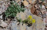 Odontarrhena obovata