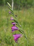 Gladiolus imbricatus. Соцветие. Ульяновская обл., Новомалыклинский р-н, окр. с. Стар. Малыкла, пойма р. Бол. Черемшан, местами заболоченный, поросший ивняком луг, опушка леса. 28.05.2023.