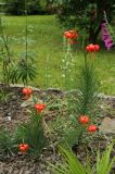 Смотреть изображение Lilium pomponium
