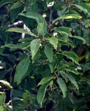 род Salix