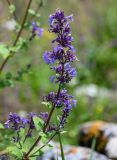 Nepeta grandiflora. Верхушка побега с соцветием. Ингушетия, Джейрахский р-н, с. Эгикал, ≈ 1200 м н.у.м., каменистый участок лугового склона. 24.07.2022.