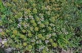 род Thymus. Цветущие и плодоносящие растения в сообществе с Artemisia и Poaceae. Грузия, Самцхе-Джавахети, пещерный монастырь Вардзиа, каменистый склон. 13.06.2023.