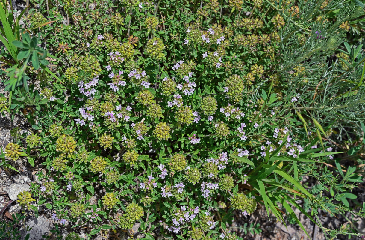 Изображение особи род Thymus.