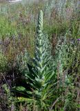 genus Verbascum
