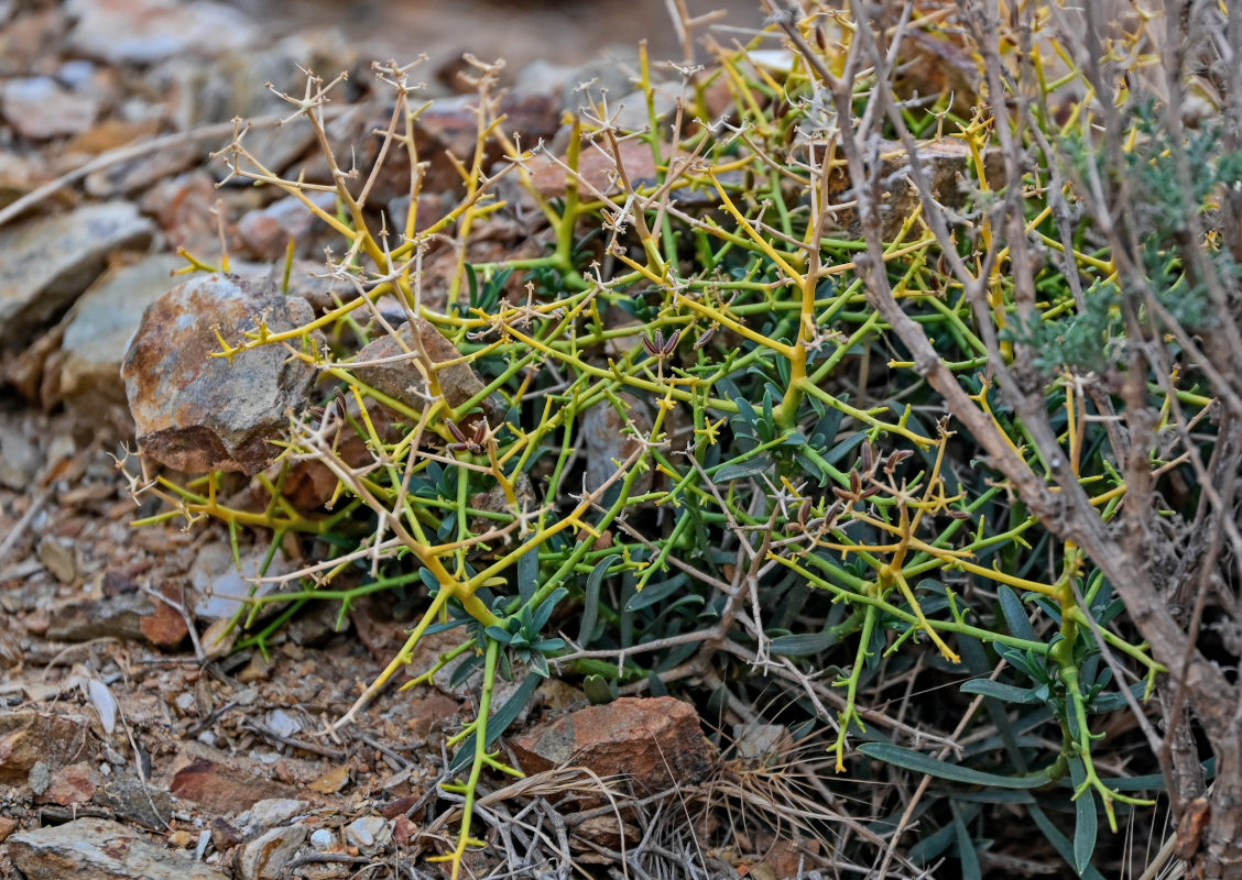 Изображение особи Bupleurum spinosum.