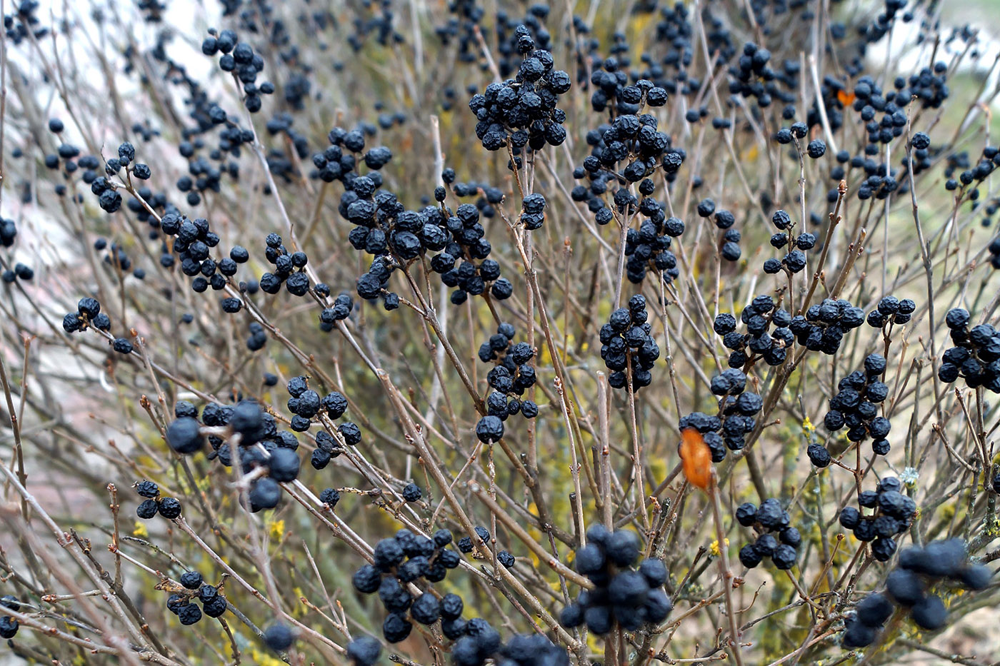 Image of Ligustrum vulgare specimen.