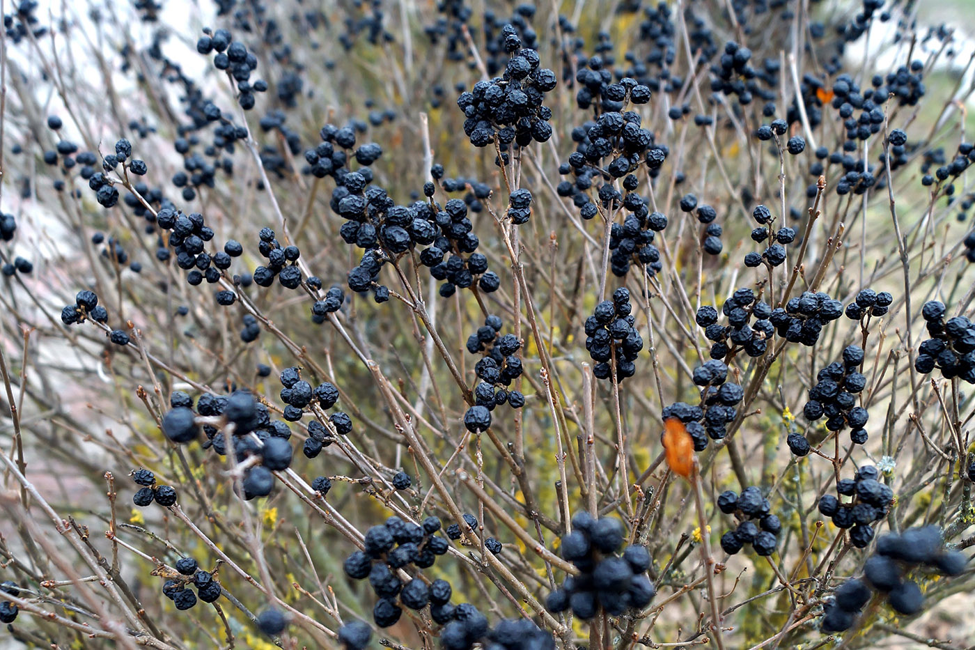 Изображение особи Ligustrum vulgare.