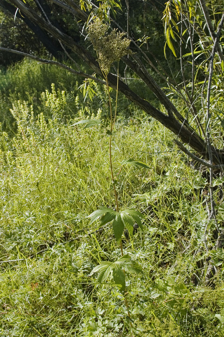 Изображение особи Filipendula palmata.