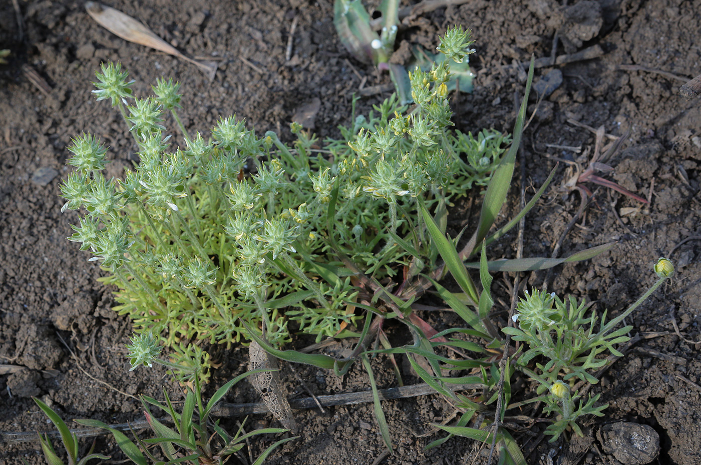 Изображение особи Ceratocephala orthoceras.