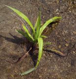 Scirpus sylvaticus