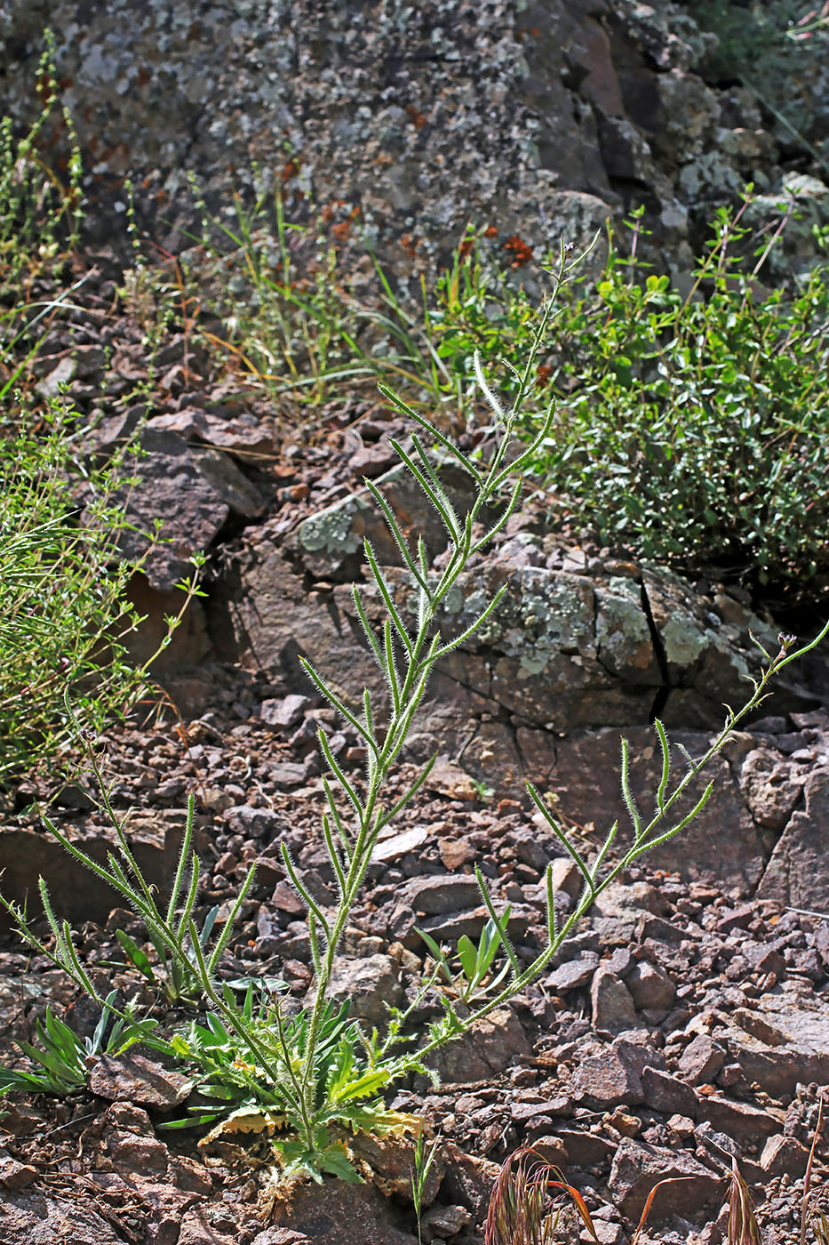 Image of Parrya tojibaevii specimen.