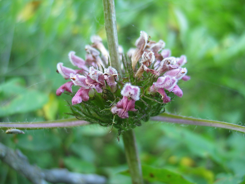 Image of Phlomoides adylovii specimen.