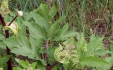 Archangelica litoralis