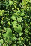Fallopia convolvulus