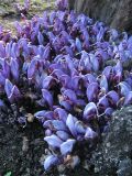 Lathraea clandestina