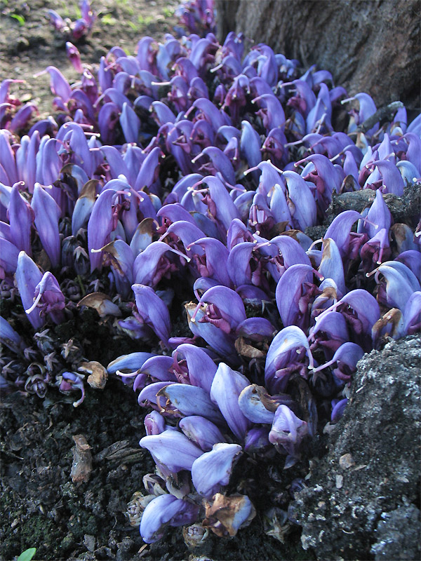 Image of Lathraea clandestina specimen.