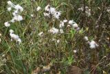Cirsium arvense