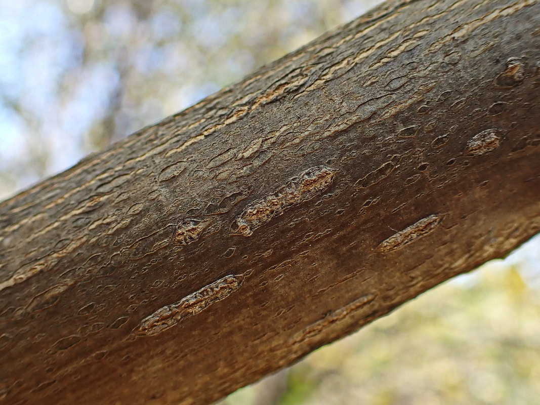 Image of Juglans mandshurica specimen.