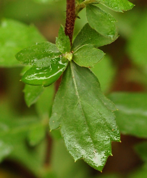 Image of Artemisia keiskeana specimen.