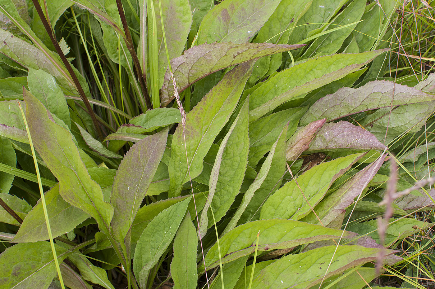 Image of Solidago virgaurea ssp. dahurica specimen.