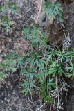 Tschulaktavia saxatilis. Листья. Казахстан, Алматинская обл., нац. парк \"Алтын-Эмель\", горы Чулак, ущ. Кызылауз, трещина в скале. 7 сентября 2023 г.