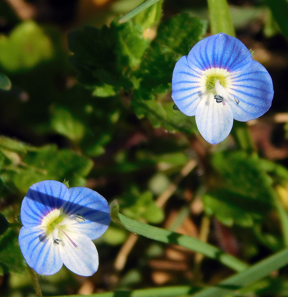 Image of Veronica persica specimen.