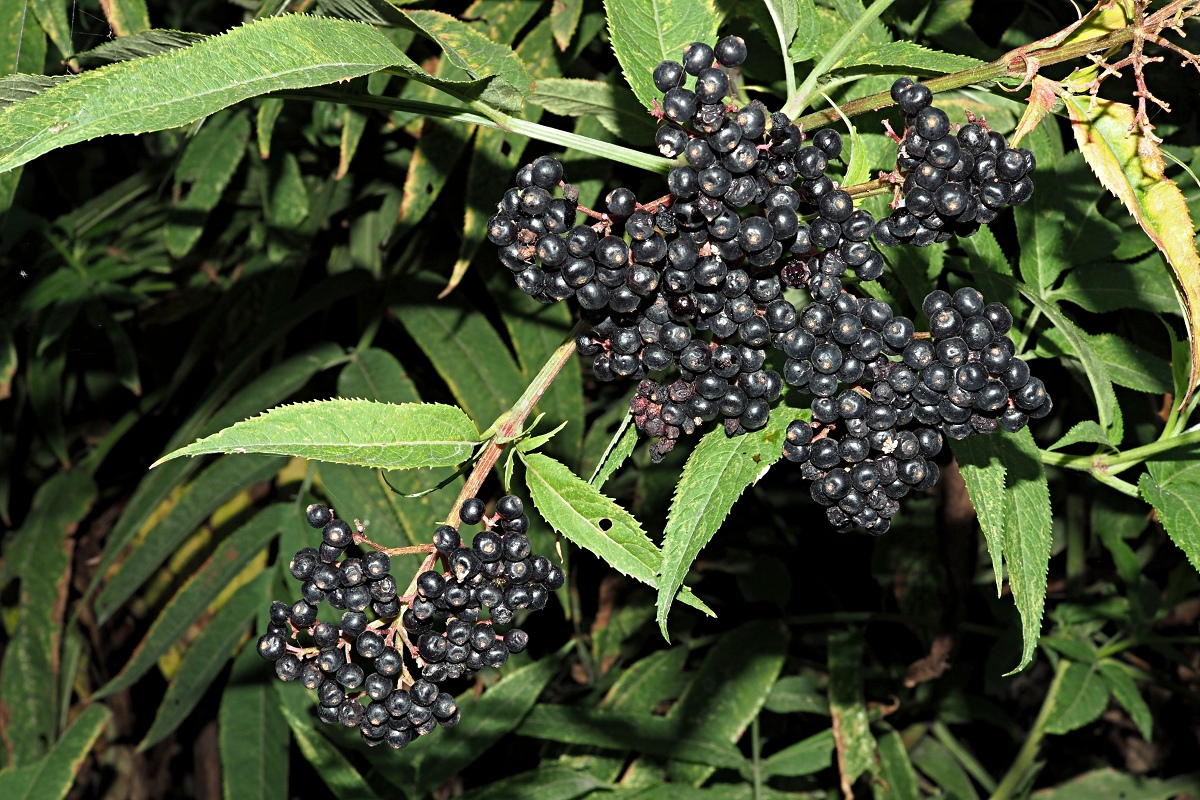 Image of Sambucus ebulus specimen.