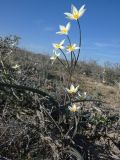 Tulipa buhseana
