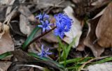 Scilla bifolia