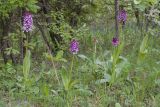 Orchis purpurea ssp. caucasica