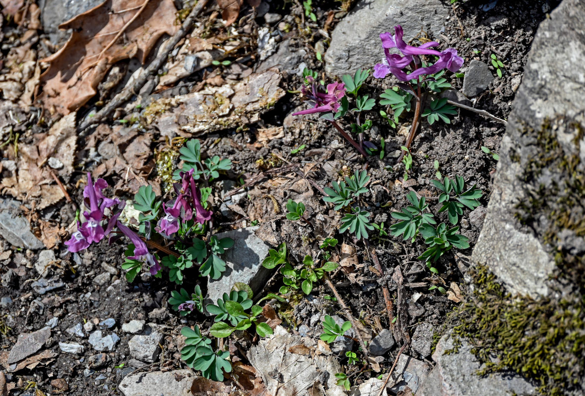 Image of Corydalis caucasica specimen.