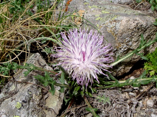 Image of Jurinella subacaulis specimen.