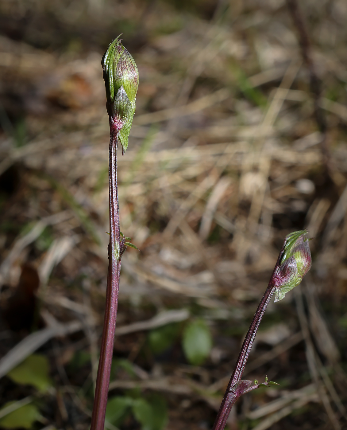 Image of Lathyrus vernus specimen.