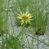 Tragopogon dubius подвид major. Верхушка побега с соцветием. Волгоградская обл., Калачёвский р-н, дол. р. Большая Голубая, у подножия мелового склона. 21.05.2006.
