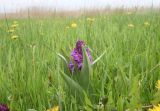 Dactylorhiza euxina