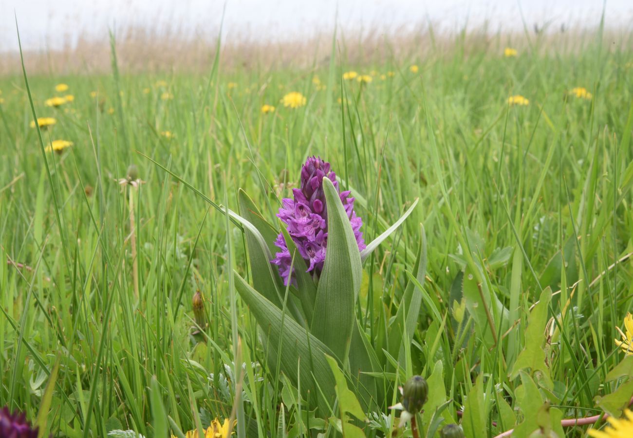 Image of Dactylorhiza euxina specimen.