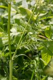 Anthriscus sylvestris