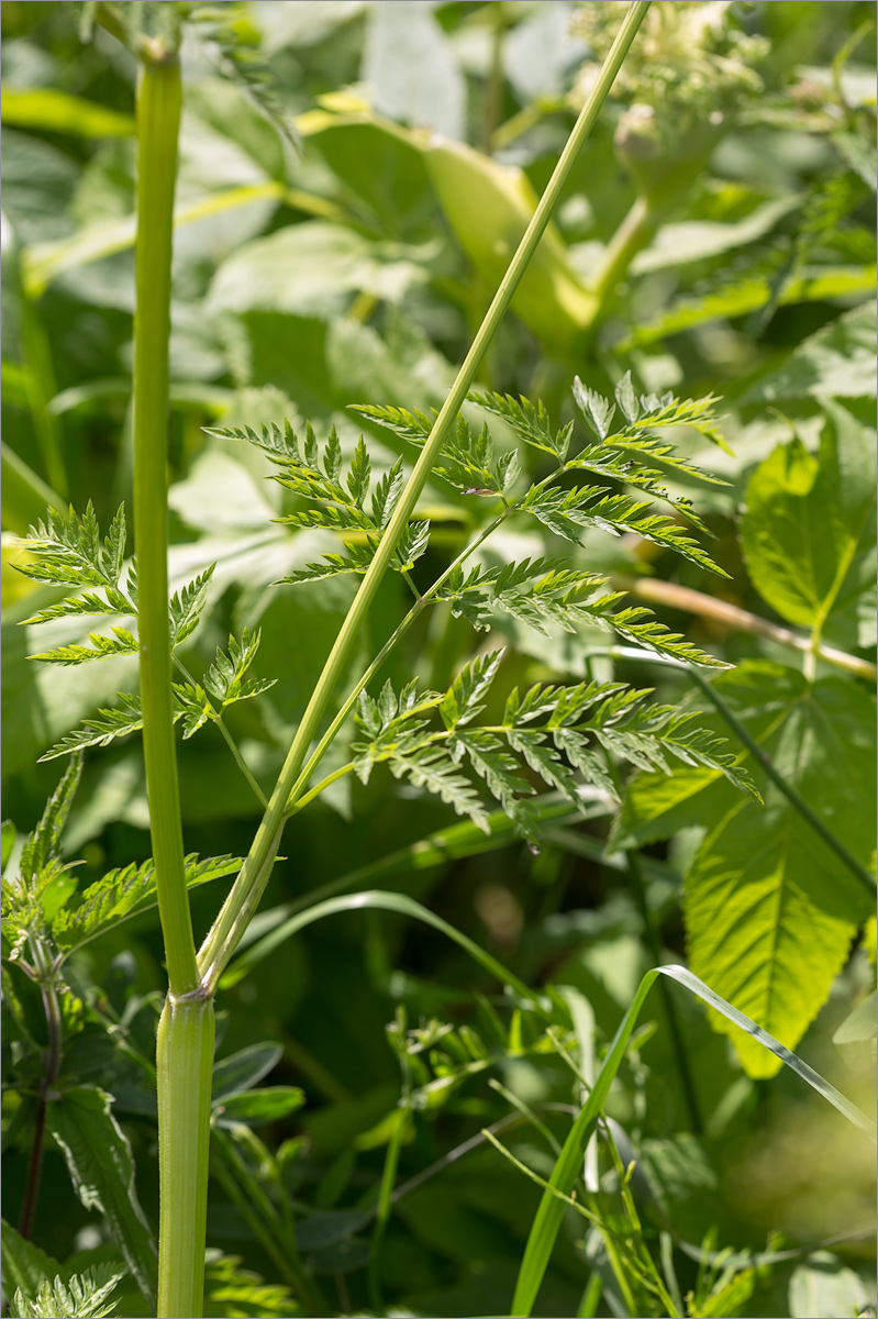 Изображение особи Anthriscus sylvestris.