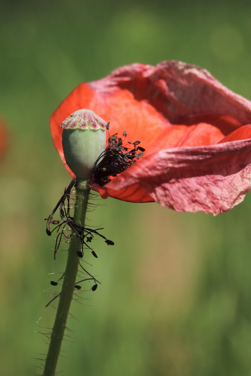 Image of Papaver rhoeas specimen.