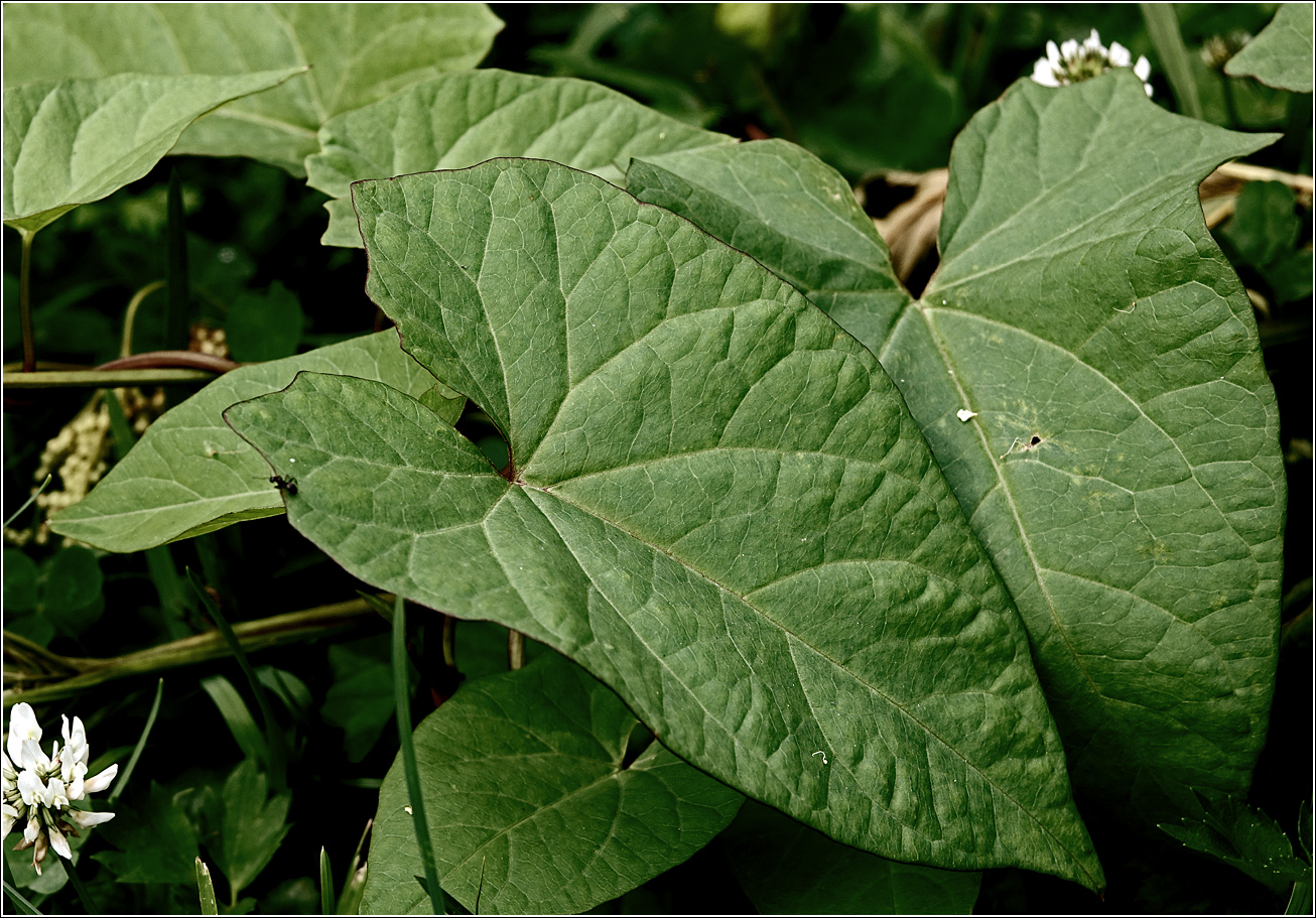 Изображение особи Calystegia sepium.