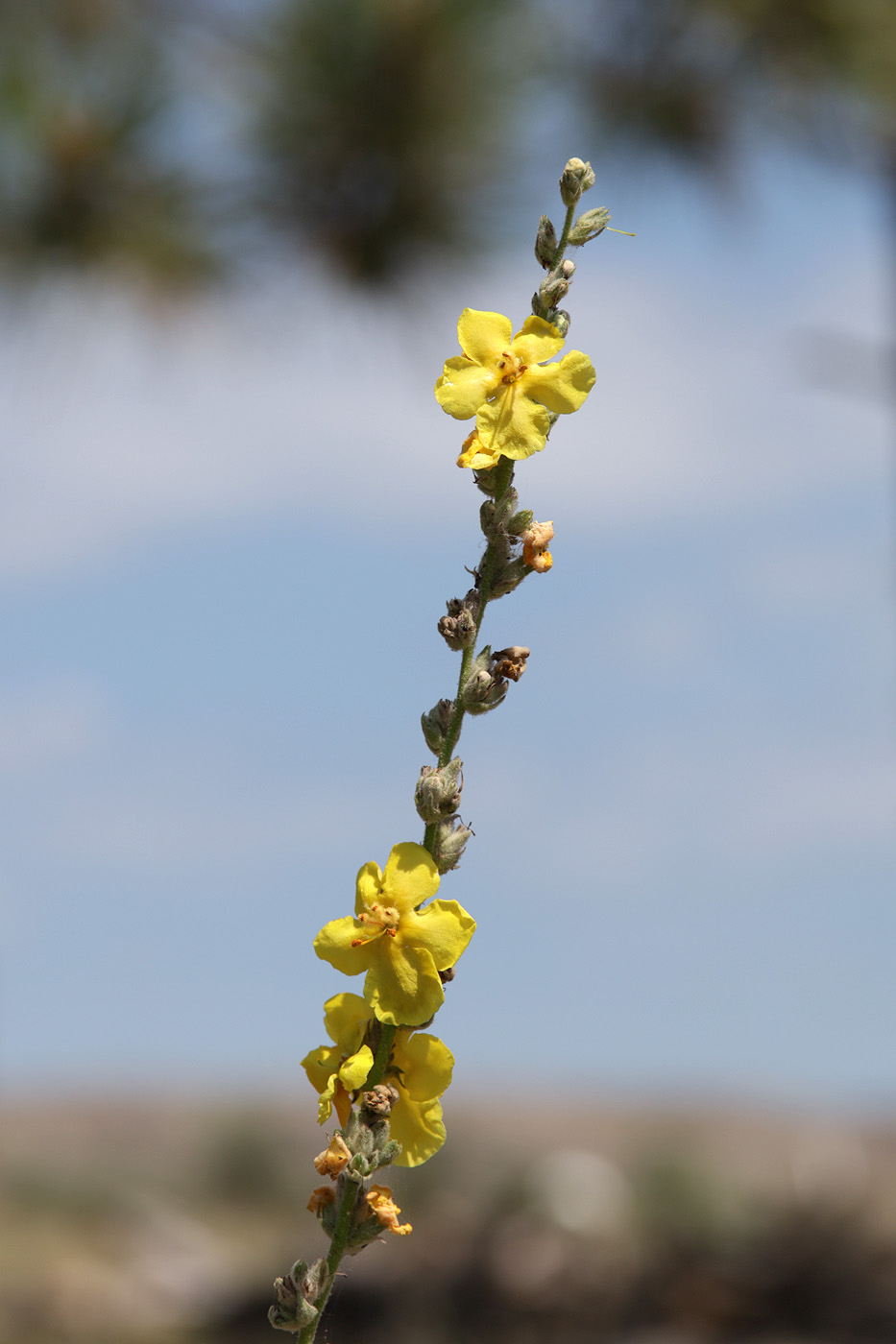 Изображение особи род Verbascum.