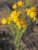Galatella linosyris