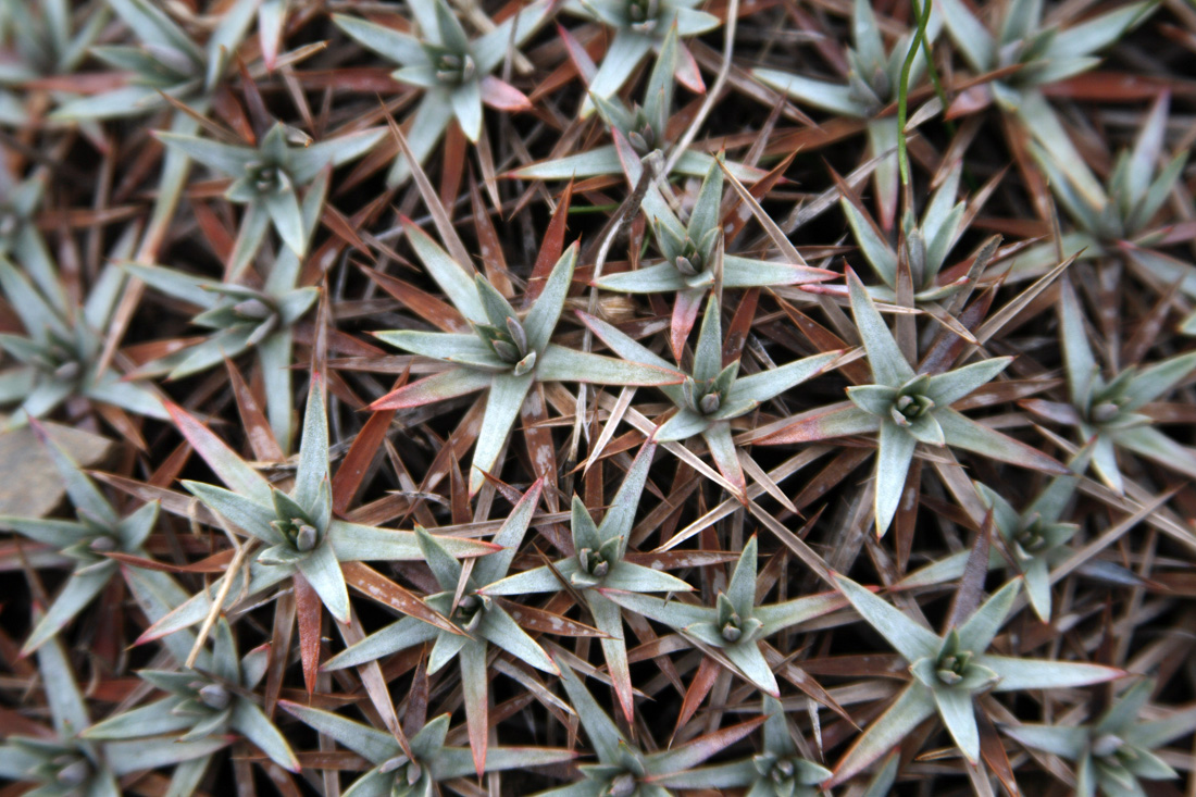 Image of Acantholimon tataricum specimen.