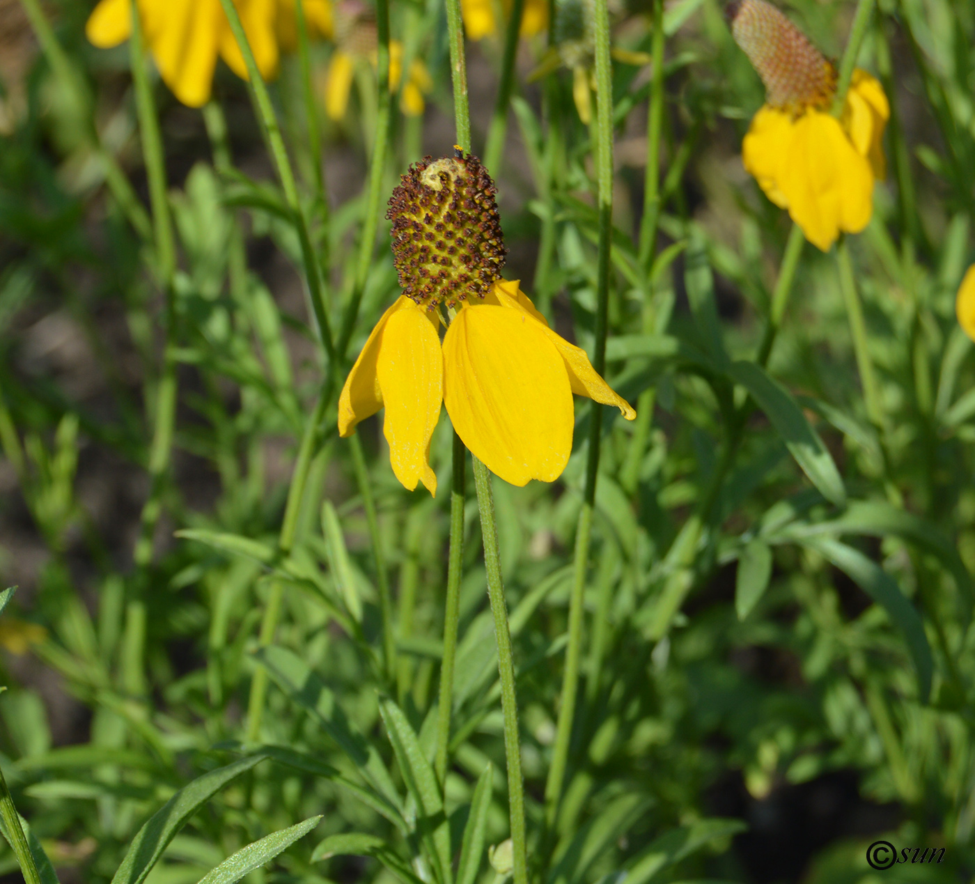 Image of Rudbeckia columnifera specimen.