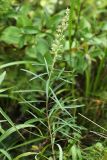 Artemisia stenophylla