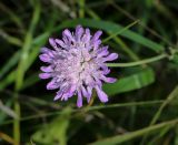 Knautia arvensis. Соцветие. Татарстан, Агрызский р-н, с. Красный Бор, разнотравный луг. 05.08.2025.