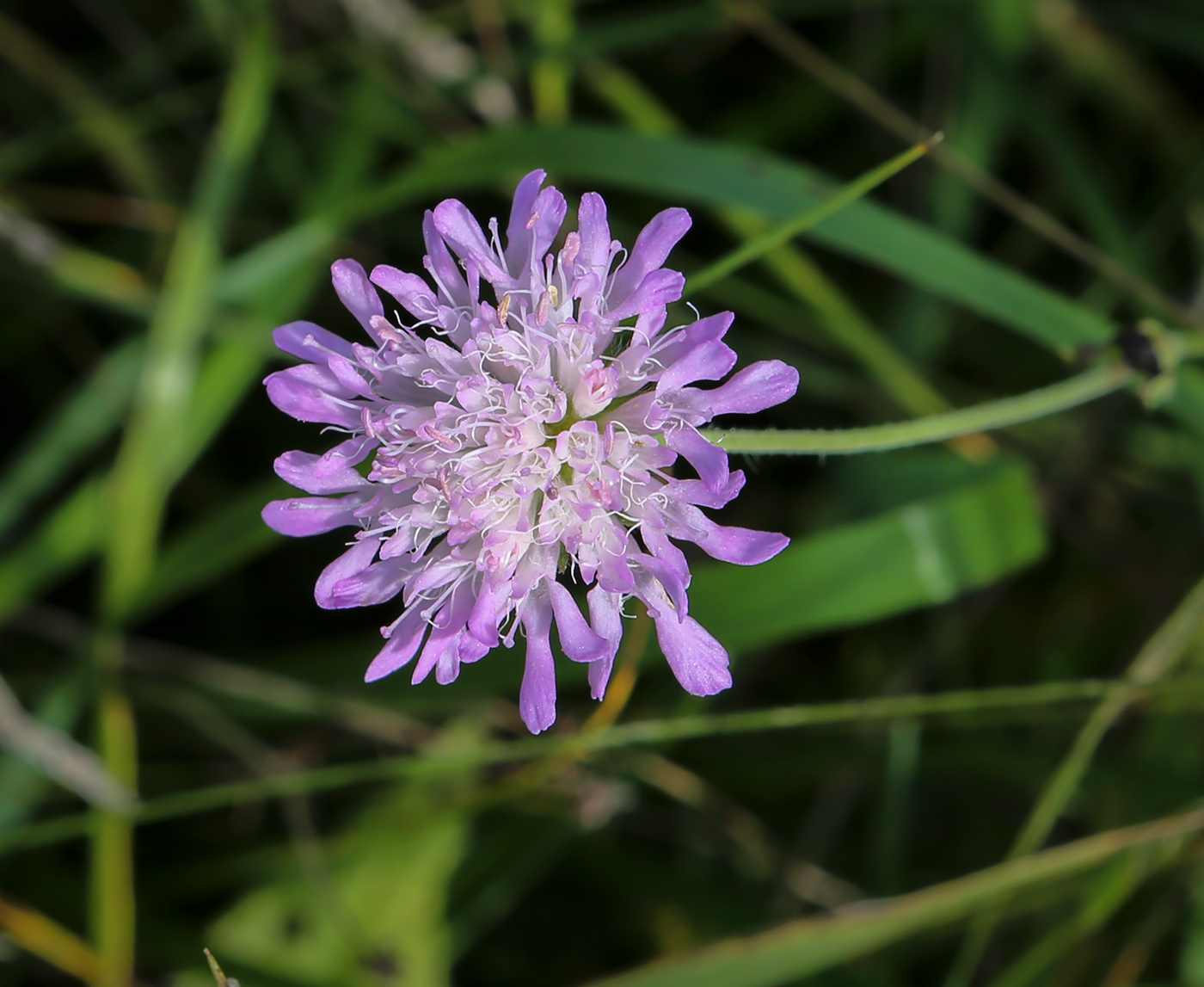 Изображение особи Knautia arvensis.